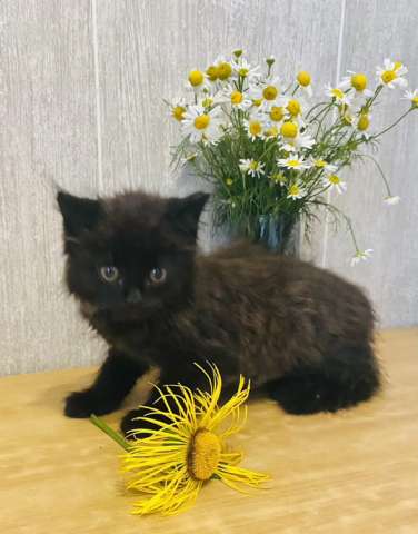 Маленький чёрненький котёнок в добрые руки Маленький чёрненький котёнок в добрые руки