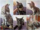 Ищут дом самые замечательные малыши-котята