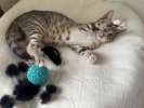 Очень игривый котенок Туся ищет дом
