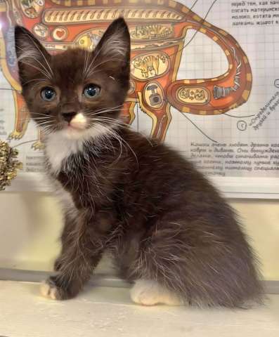 Красивый маленький котёнок Мона в добрые руки Красивый маленький котёнок Мона в добрые руки