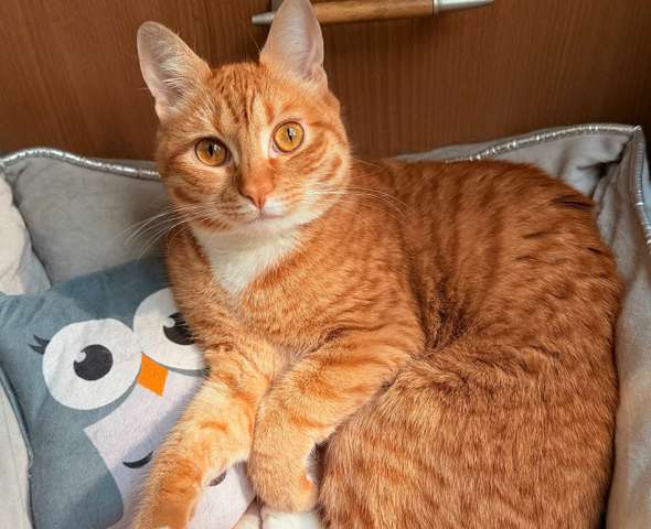 Рыжий ласковый кот Микки в добрые руки Рыжий ласковый кот Микки в добрые руки