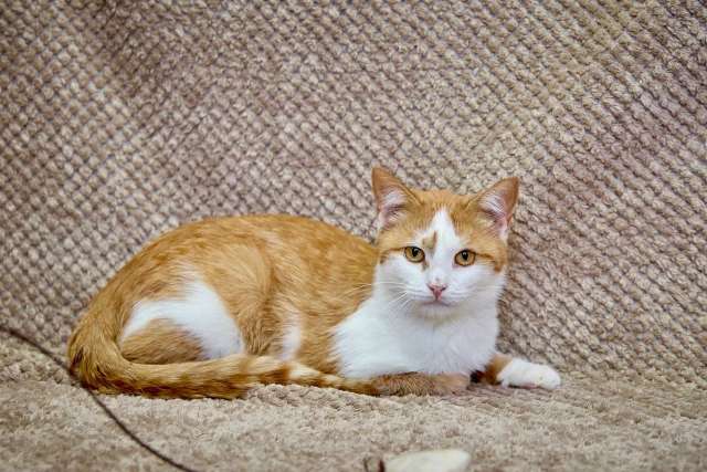 Саня котик 1,5 года ищет дом! Саня котик 1,5 года ищет дом!