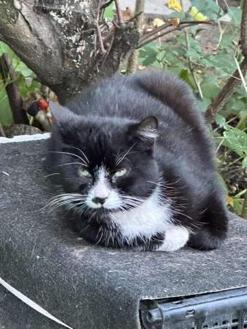 Ручной котик ищет дом Ручной котик ищет дом