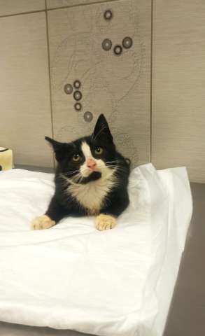 Котенок Александр в добрые руки Котенок Александр в добрые руки