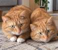 Упитанные рыжие коты в добрые руки