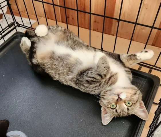 Котенок Зайка с белыми лапками ищет дом