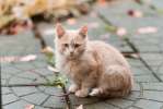 Одам котят в хорошую, добрую семью.