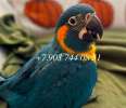 Синегорлый ара (Ara glaucogularis) - ручные птенцы из питомника