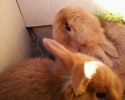 Кролики крольчата племенные породы "новозеландская красная" на породу для дома для души