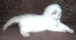  Британские и вислоухие котята окрас: колор-пойнт, лиловый