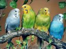 Волнистые попугаи домашнего разведения, любых цветов. 