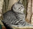 Британские котята рисунчатых окрасов