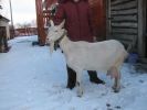 Продаем зааненских козлят и дойных коз