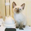 Сиамских котят классического старосиамского (тайского) окраса продаю по 5000 руб.