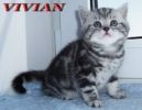 Элитные британские котята серебристых окрасов из пит-ка VIVIAN.