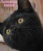  Британские черные котята с апельсиновыми глазами из питомни