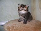 Продам персидского котенка!!! Тигренок:)