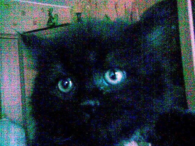 Черный котенок с белым пятнышком на груди