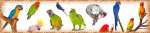 Питомник разведения попугаев, канареек - Волнистые попугаи, Неразлучники, Кореллы и др. птиц