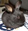 Отдам  - Кролик карликовый, черный