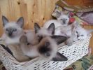  Продаются тайские котята