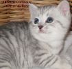  Британские  вискасные котята с колорным и мраморным геном и