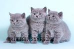 Голубые британские  котята из питомника"British Symphony". Вязки