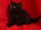 Британские короткошерстные котята. Окрас Чёрный