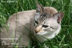 ТАЙСКИЙ кот приглашает на вязку кошечек (старотипный сиамский)