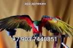 Арлекин (гибрид попугаев ара)  - птенцы из питомника