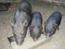 Вьетнамские вислобрюхие(травоядные) свиньи, поросята