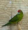 Какарик или прыгающий попугай, зелёный самец с клеткой