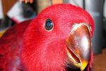 Попугаи из питомника "MNP"- говорящие, ручные - птенцы и взрослые птицы