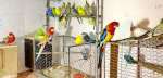 Корелла попугаи способные к разговору и общению птицы.