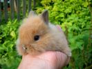 Продам карликовых кроликов из питомника