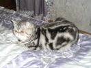 Племенной кот - экзот окраса черный мрамор на серебре