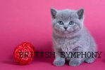 Британские котята голубого, лилового, шоколадного , черного золотого, биколор окрасов.