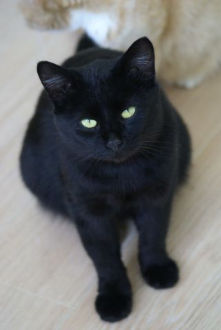 Шикарный черный зеленоглазый красавец кот! Очень ласковый!