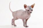 Донской сфинкс, продажа эксклюзивных котят породы кошек Донской сфинкс