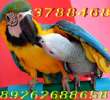 Ручные, говорящие крупные, большие, средние, малые виды попугаев в продаже. Канарейки. Клетки, корм 