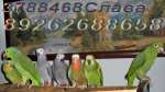 Ручные, говорящие крупные, большие, средние, малые виды попугаев в продаже. Канарейки. Клетки, корм 
