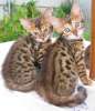 Абиссинские, бенгальские котята и пикси-бобы - самые редкие породы для Вас !