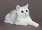 Британские серебристые тиккированые котята