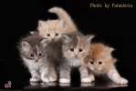 Очаровательные сибирские котята!