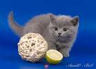 Британские котята - голубые и лиловые плюшевые мишки. 8-916-611-44-96