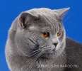 Британские котята классических окрасов. Хотите такого плюшевого мишутку? Звоните! 8-916-611-44-96