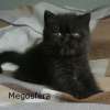Экзотический котик черного окраса
