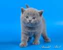 Обыкновенное чудо - голубой британский котенок от  Чемпиона Мира. 8-916-611-44-96