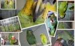 Распродажа новогодняя; Амазонские попугаи, птенцы, разных видов, есть ручные и говорящие. Клетки, ко