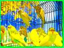 Выстовычны волнистые попугаи, (не "Чехи") домашнего разведения, и др. попугаи продаю. Клет